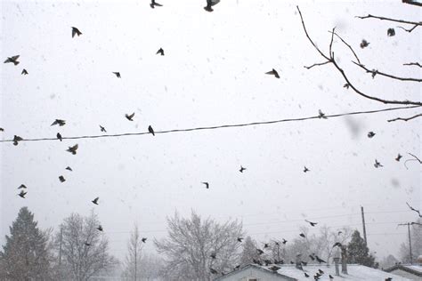 Flock Of Birds In Snow Storm Picture Free Photograph Photos Public