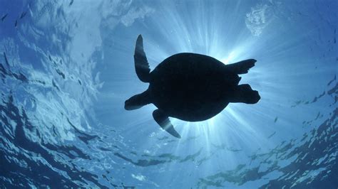 Sea Turtle Computer Wallpapers Wallpaper Cave