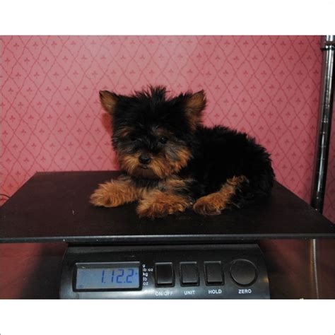 Maybe you would like to learn more about one of these? Pin by Puppy Boutique Store Reviews teacup puppies store.com reviews on yorkies | Teacup puppies ...