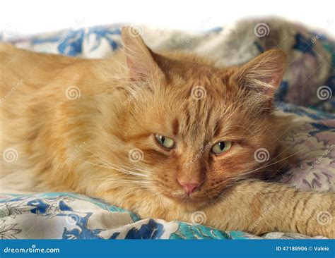 Ginger Sad Cat With Yellow Eyes Stock Photo Image Of Whiskers Yellow