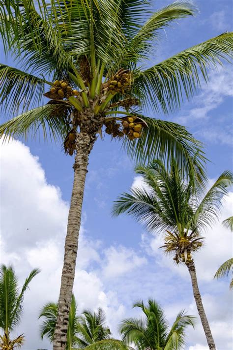 Low Angle View Of Coconut Palm Trees Against Cloudy Sky Stockfreedom