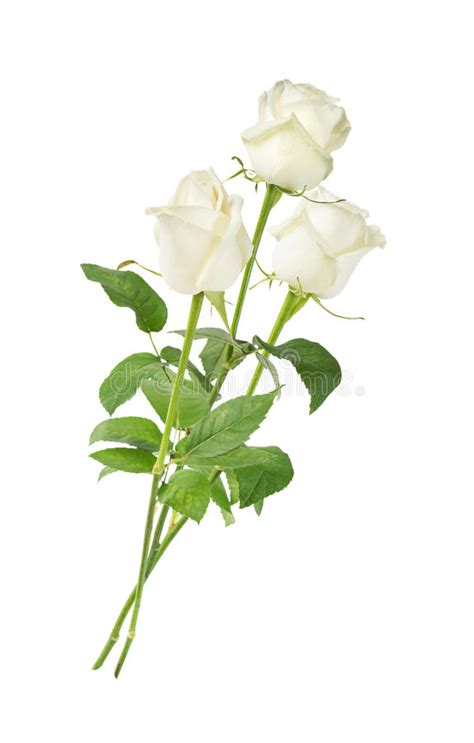 Two White Roses On A Wooden Background Stock Photo Image Of Freshness