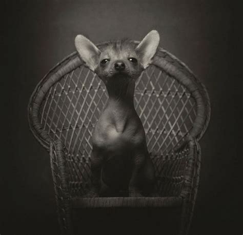 Animals Look Like Humans In These Expressive Pet Portraits That Show