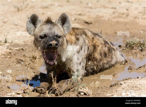 Hyena Resting In Water Hi Res Stock Photography And Images Alamy