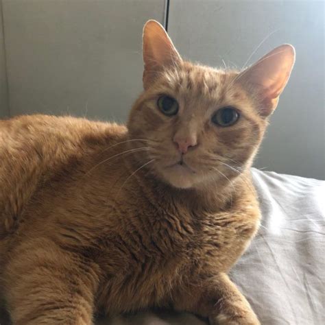 Lost In Elysian Heights Orange Tabby Cat Adult Male