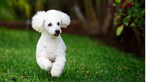 20 Dog Breeds For Allergy Sufferers Pet Health Insurance And Tips