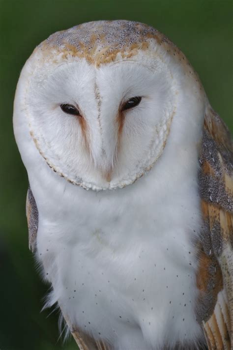 Barn Owls 1 Flickr