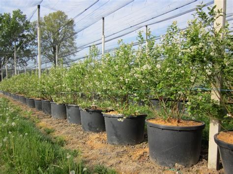 New Pot Increases Blueberry Production Yield