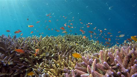 Nasa Asks Gamers To Map Coral Reefs With Nemo Net Oceanographic