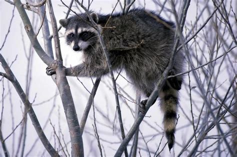 Free Picture Procyon Lotor Raccoon