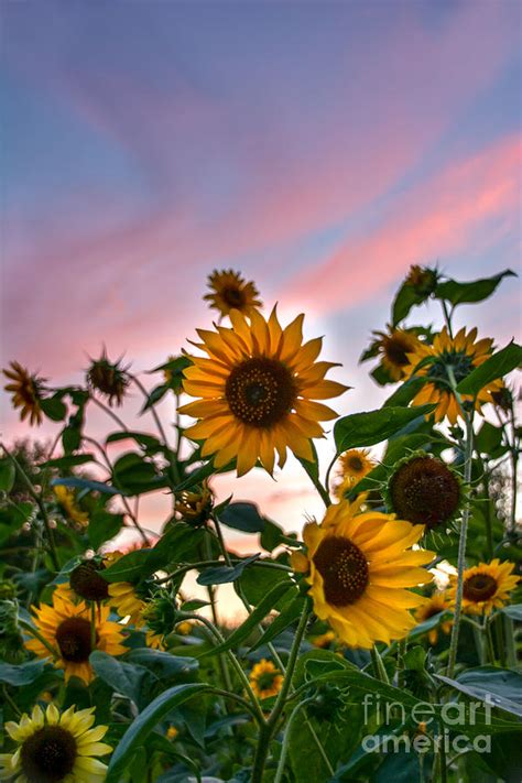 Sunflower Sunset Photograph By Darla Bruno Fine Art America