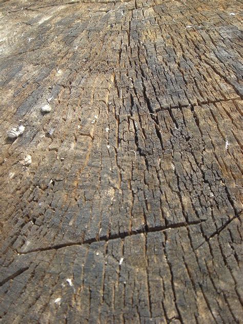 Free Images Tree Rock Wood Texture Stump Floor Trunk Wall