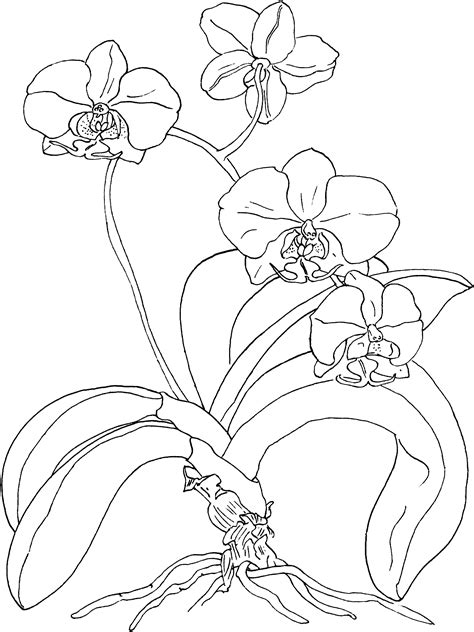 Simple Outline Orchid Drawing Orchid Flowers