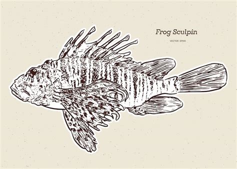 Premium Vector Stellers Sculpin Myoxocephalus Stelleri Also Known