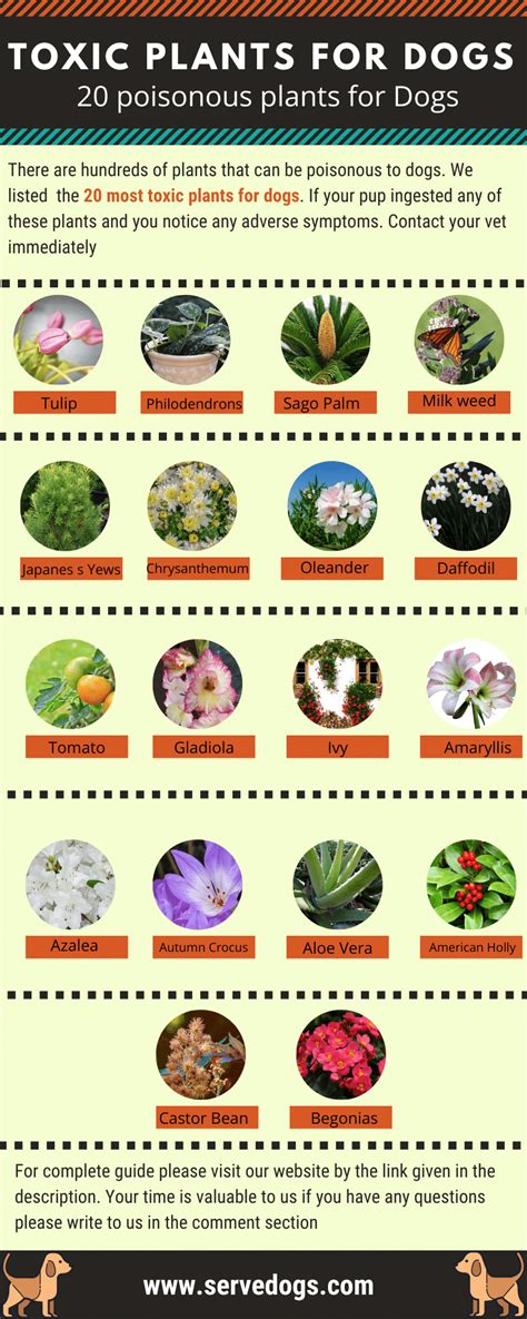 Garden, or hardy mums, are planted outdoors. Toxic Plants for dogs: 20 poisonous plants for Dogs