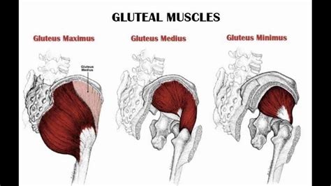 Muscles Of Gluteal Region Anatomy Youtube