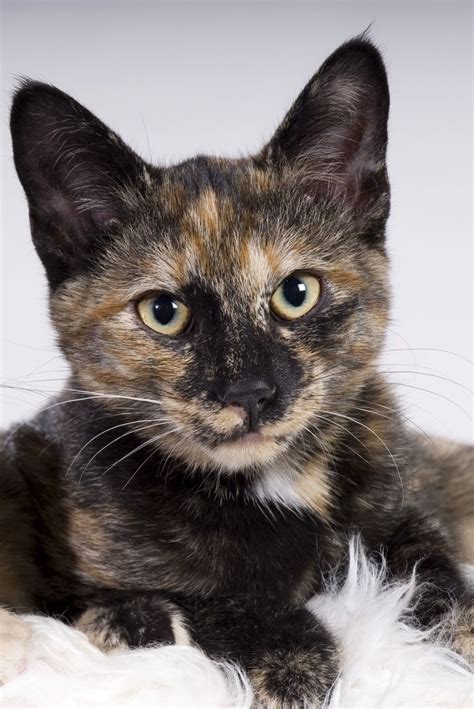 These Facts About Tortoiseshell Cats Prove Theyre The Divas Of The Cat