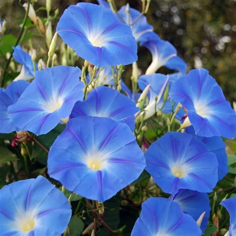 1400 Heavenly Blue Morning Glory Seeds Bulk Untreated Blue Etsy