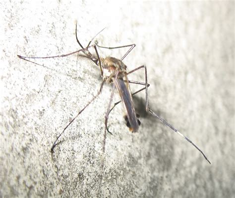 File Big Mosquito Madhyamgram India Wikimedia Commons