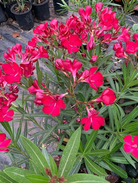 Nerium Oleander Hardy Red 1 Live Plant Ship In 6 Pot Etsy