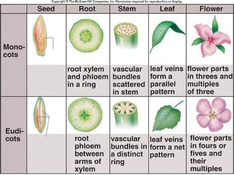 Difference Between A Monocot And Dicot Botany For Kids Plant Parts