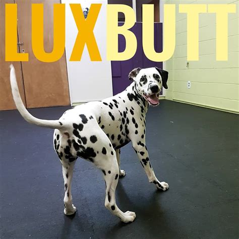 Lux Is Having A Good Time Showing Off Her Dalmatian Butt To Instagram Barks And Recreation Pet