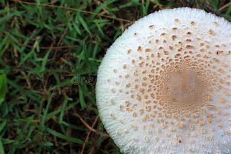 White Mushrooms On The Lawn Stock Image Image Of Forest Garden