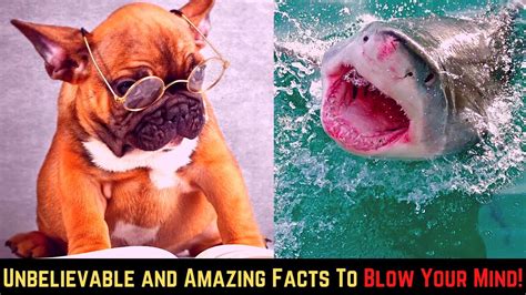 Top 25 Unbelievable And Amazing Facts To Blow Your Mind Youtube