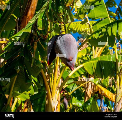 Close Up Of Banana Flower Musa Acuminata Stock Photo Alamy
