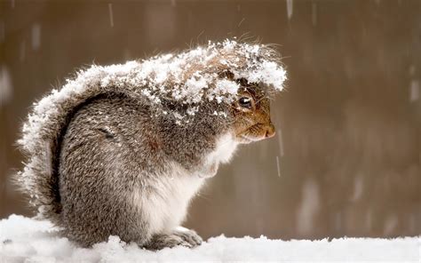 Hintergrundbilder Tiere Natur Schnee Winter Fotografie