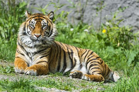 Sumatran Tiger Wallpapers Images Photos Pictures Backgrounds