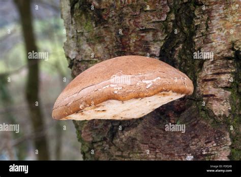 Piptoporus Betulinus Fungi On A Birch Tree In Woodland In Shropshire