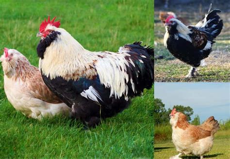 Top 12 Most Beautiful Chicken Breeds 2023