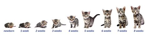 Found Cats and Kittens: What should I do if I find a kitten/s younger