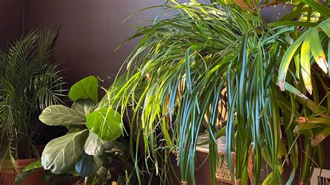 Meet The Winner Of Our Houseplant Photo Contest Truman Gerholdt