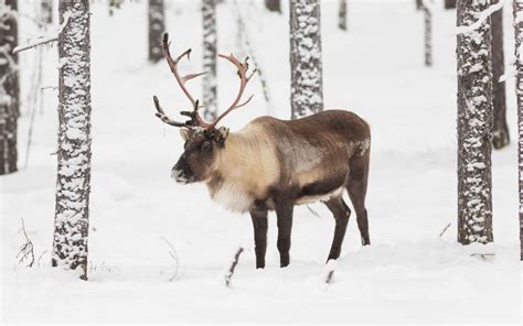 Reindeer Species Profile Photos And Facts 101 Animals