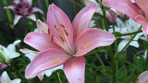 Lily Flower Photo Pink Lily Flower 15784