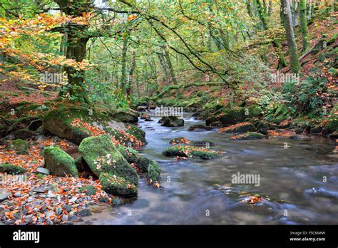 Beautiful Forest Stream Flowing Over Mossy Rocks And Boulders At