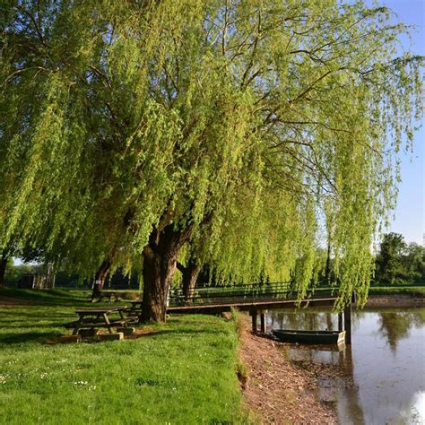 Plant Me Green 5 Gal Weeping Willow Shade Tree Fast Growing Shade
