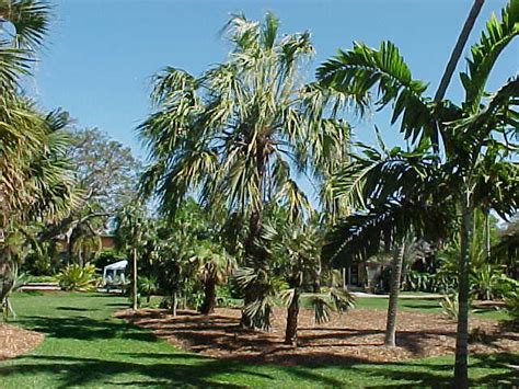 200 Palms And Cycads Links Pictures And Articles