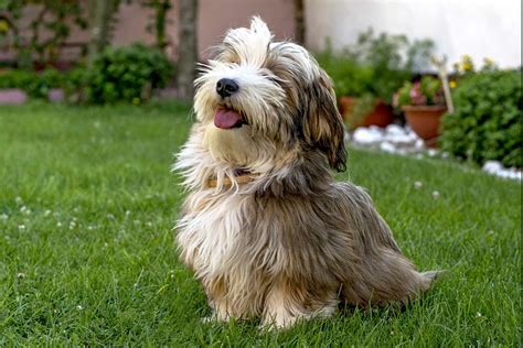 Havanese Dog Breed Information And Characteristics