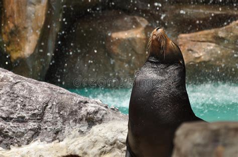 African Seal Standing On Platform In Capetown Harbor Stock Photo