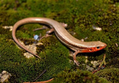 13 Lizards Found In North Carolina With Pictures Pet Keen