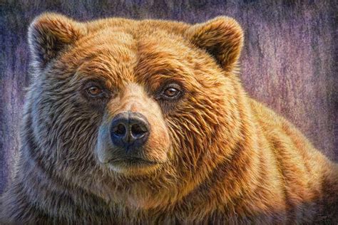 Grizzly Portrait By Phil Jaeger Nature 2d Cgsociety Bear