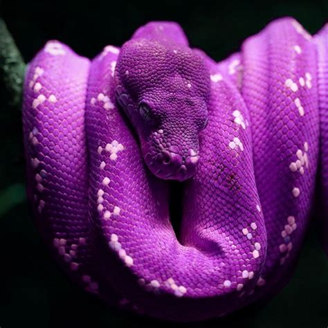 Purple Snake Wallpapers Top Free Purple Snake Backgrounds