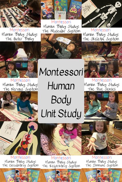 Montessori Human Body Unit Study Momtessori Life