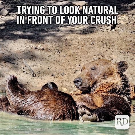 45 Funny Animal Memes Readers Digest