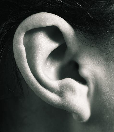Ear Photograph By Bluestonescience Photo Library Pixels