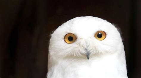 Sehingga burung jenis ini bisa burung hantu celepuk sangat menyukai kandang yang luas. Burung hantu salju di Taman Geiselwind, Jerman | Snowy owl ...