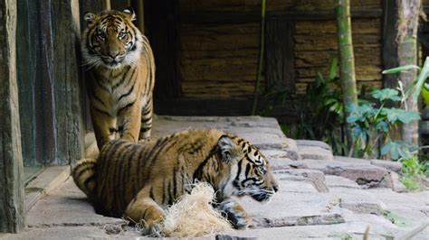 Tigers Suka And Nelson Introduced At The San Diego Zoo